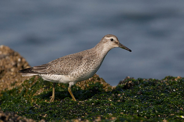 Kanoetstrandloper (Calidris canutus) 