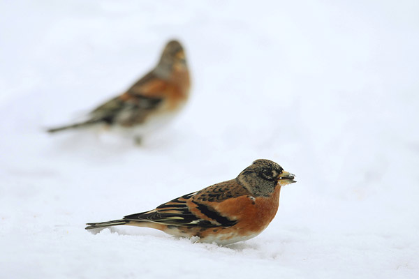 Twee kepen in de sneeuw