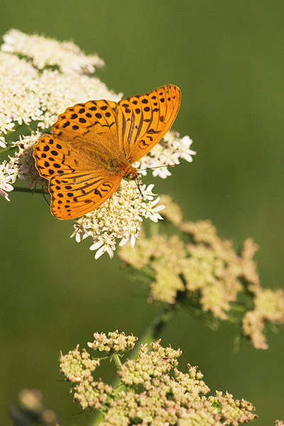 Keizersmantel (Argynnis paphia) 