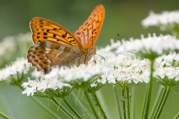 Keizersmantel (Argynnis paphia) 