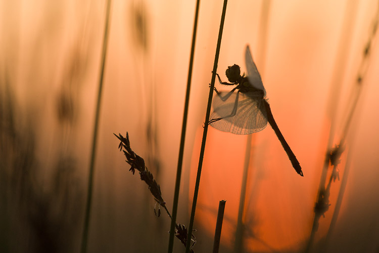 Kempense heidelibel (Sympetrum depressiusculum) 