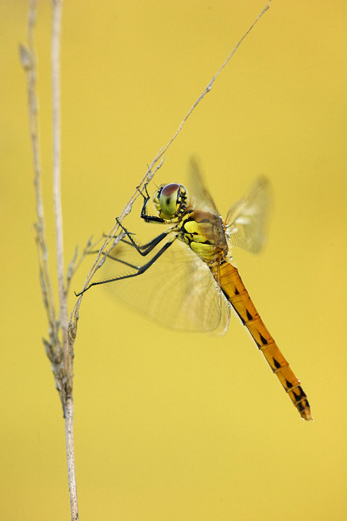 Kempense heidelibel (Sympetrum depressiusculum) 