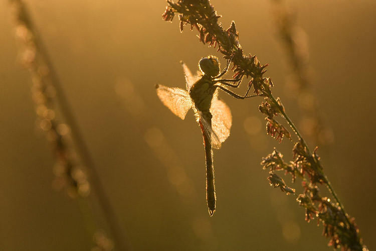 Kempense heidelibel (Sympetrum depressiusculum).