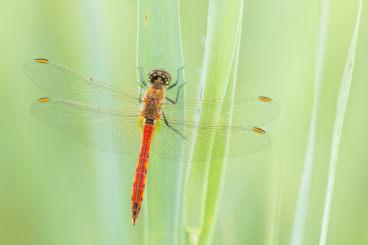 Kempense heidelibel (Sympetrum depressiusculum) 