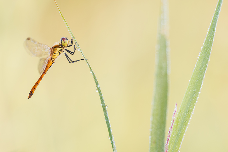 Half uitgekleurd mannetje van de kempense heidelibel (Sympetrum depressiusculum)