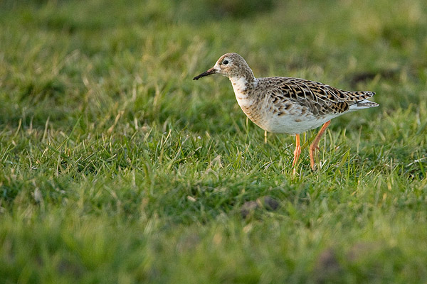 Kemphaan (Philomachus pugnax) 