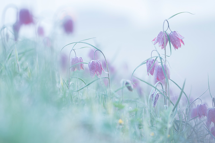 Kievitsbloemen in de mist