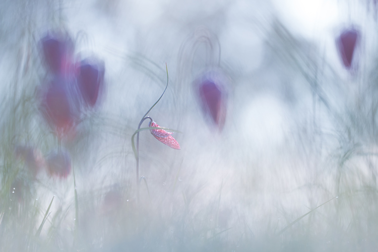 Kievitsbloem in bokeh schilderij