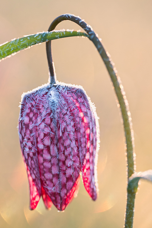 Kievitsbloem (Fritillaria meleagris)