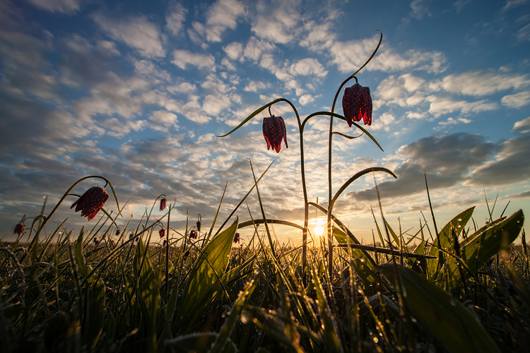 Kievitsbloem (Fritillaria meleagris)