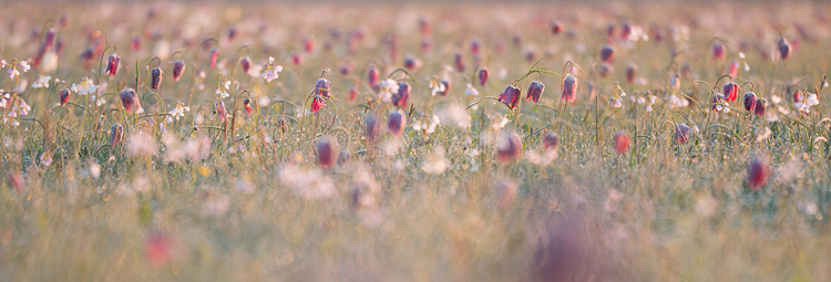 Kievitsbloem (Fritillaria meleagris)