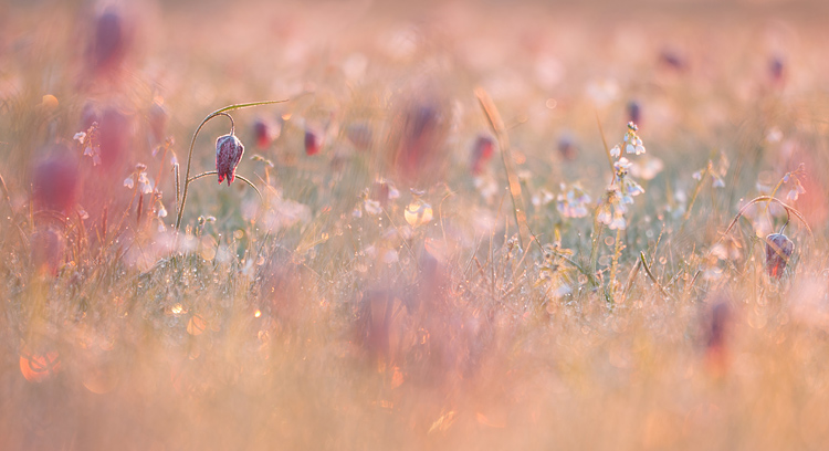 Kievitsbloem (Fritillaria meleagris)