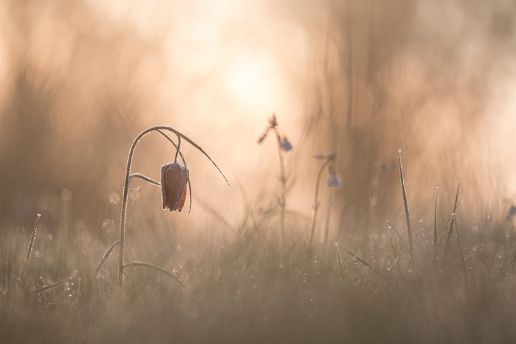 Kievitsbloem (Fritillaria meleagris)