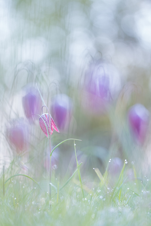 Kievitsbloem (Fritillaria meleagris)