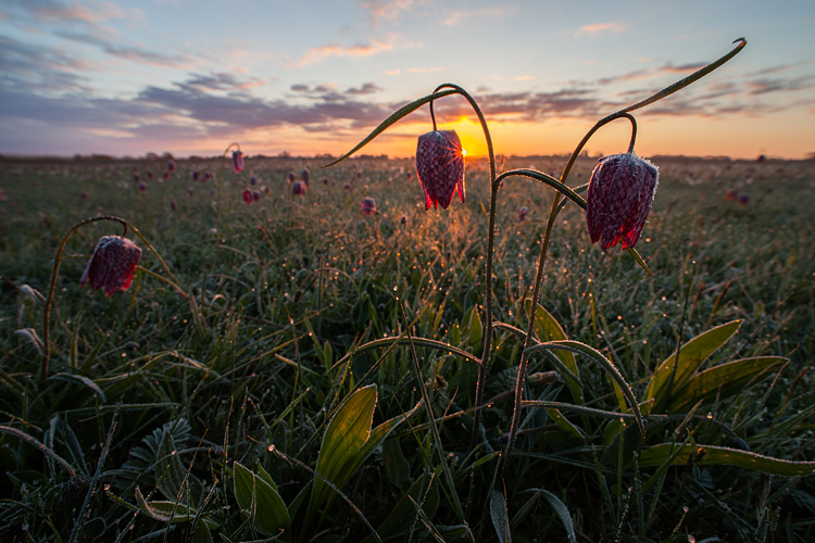 Kievitsbloem (Fritillaria meleagris)