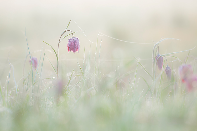 Kievitsbloemen in de mist