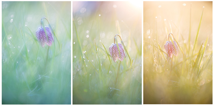 Drieluik van kievitsbloemen (Fritillaria meleagris) met verschillend licht.