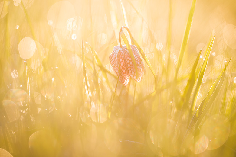 Wilde kievitsbloem (Fritillaria meleagris) in tegenlicht.