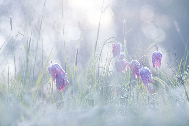 Wilde kievitsbloemen (Fritillaria meleagris) en bokeh.