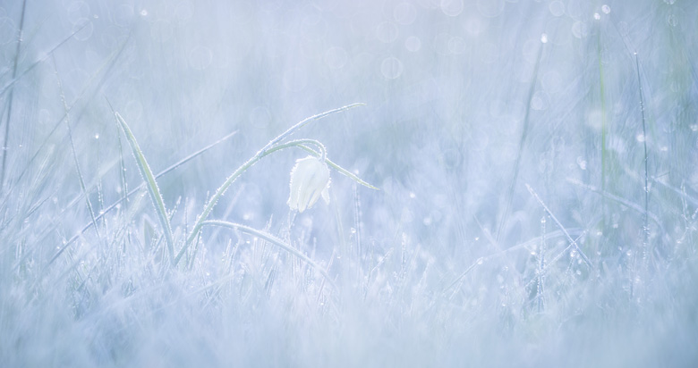 Wilde kievitsbloem (Fritillaria meleagris) close-up met rijp.