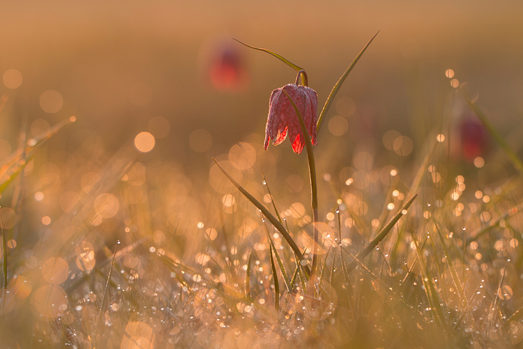 Kievitsbloem licht op in tegenlicht