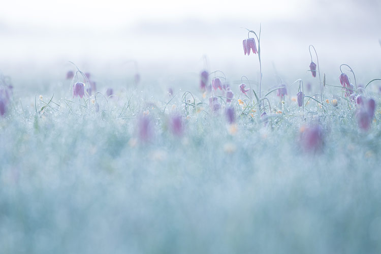 Een veld met kievitsbloemen voor zonsopkomst: mistig en koele tinten