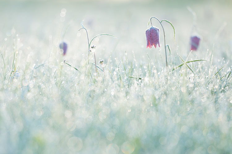 Berijpte kievitsbloem (Fritillaria meleagris) in koele tinten met bokeh