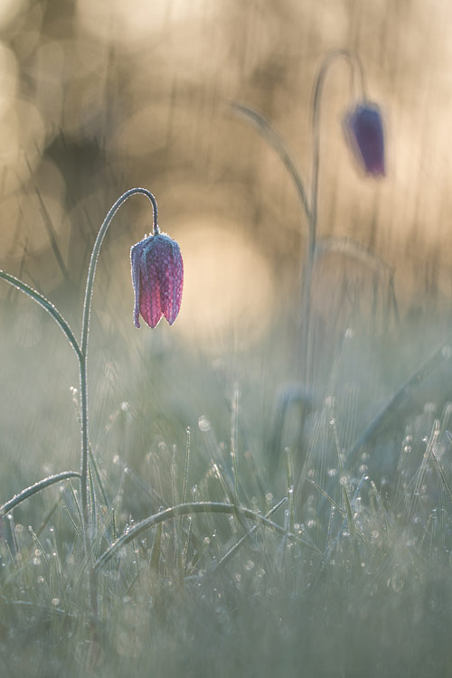 Kievitsbloem (Fritillaria meleagris) met herhaling en bokeh