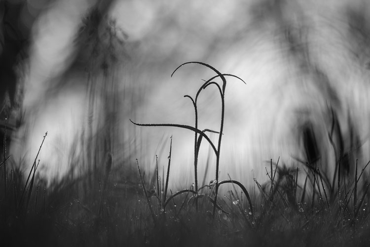 Kievitsbloem (Fritillaria meleagris) zonder bloemen