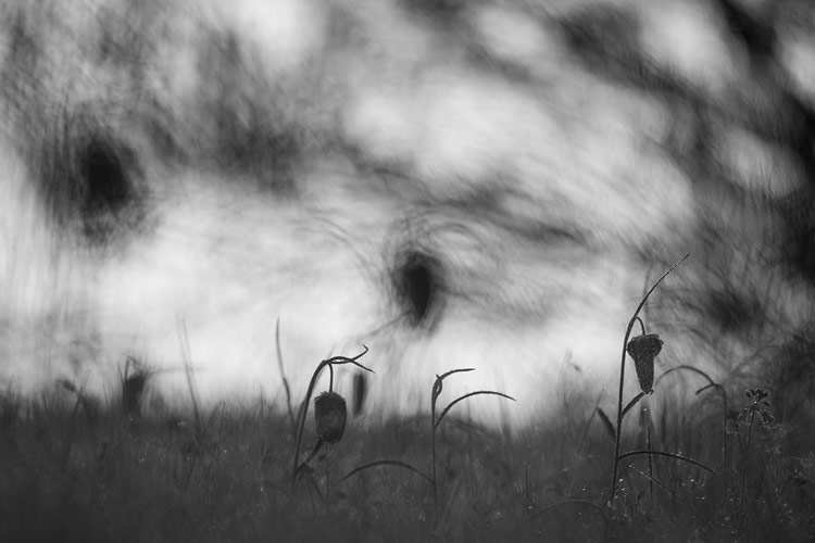 Kievitsbloem (Fritillaria meleagris) zonder bloemen