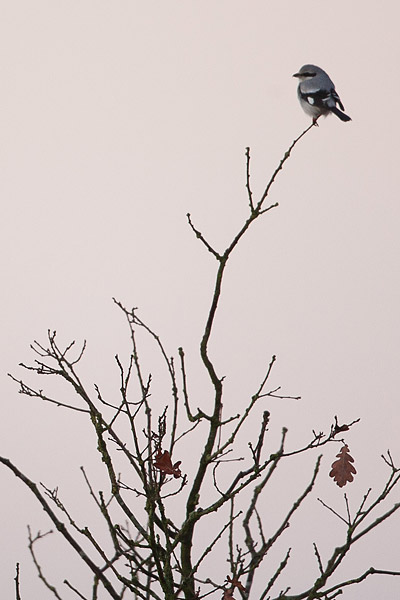 Klapekster (Lanius excubitor) 