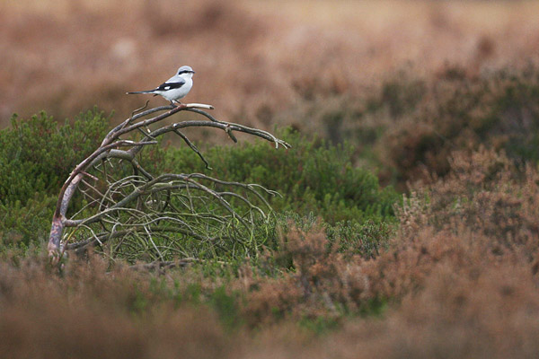 Klapekster (Lanius excubitor) 