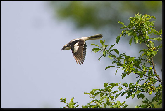 Klapekster (Lanius excubitor)