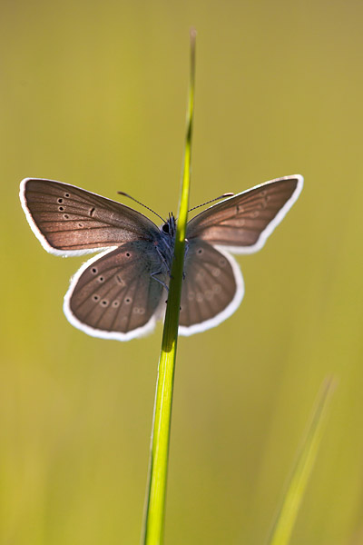 Klaverblauwtje (Cyaniris semiargus) 