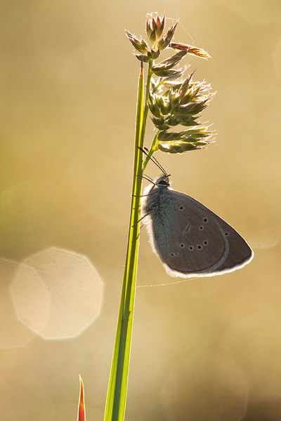 Klaverblauwtje (Cyaniris semiargus) 