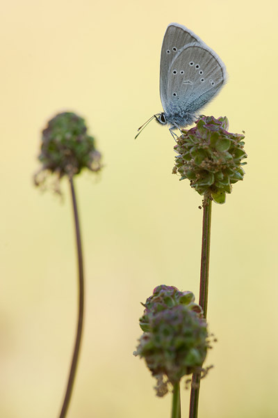 Klaverblauwtje (Cyaniris semiargus) 