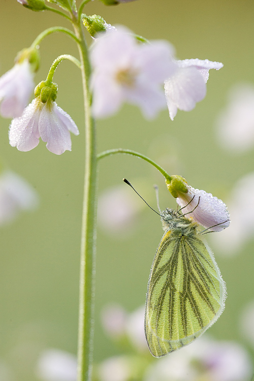 Klein geaderd witje (Pieris Napi) op koekoeksbloem