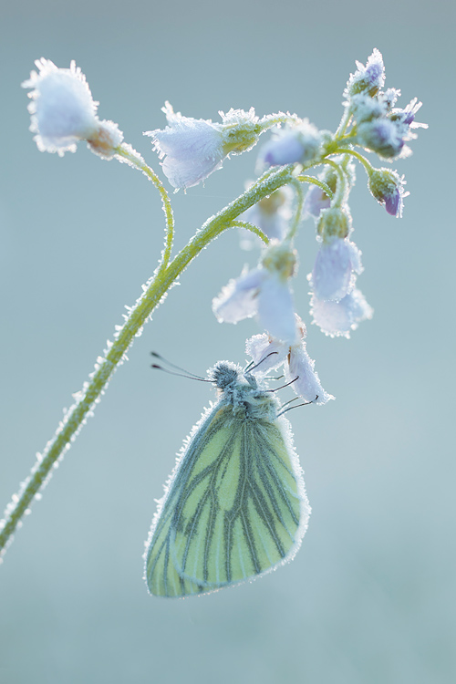 Klein geaderd witje (Pieris napi) 