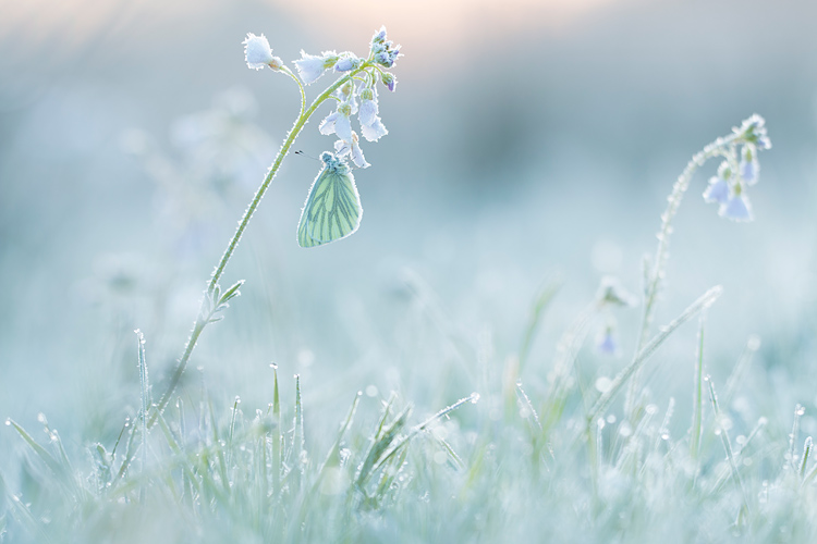 Klein geaderd witje (Pieris napi) onder de rijp