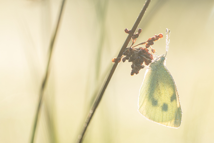 Klein koolwitje (Pieris rapae) slapend op knoopkruid