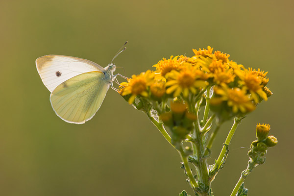 Klein koolwitje (Pieris rapae) op jacobskruiskruid