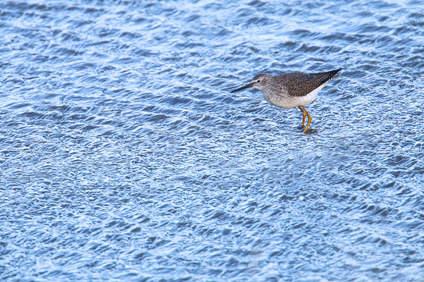 Kleine geelpootruiter (Tringa flavipes) in de buurt van Den Oever