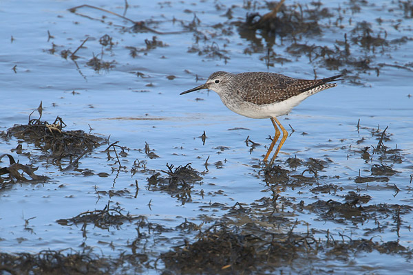 Kleine geelpootruiter (Tringa flavipes) bij Vatrop