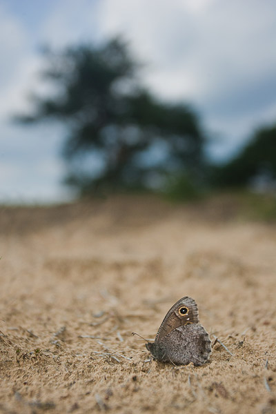 Kleine heivlinder (Hipparchia statilinus) 