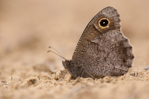 Kleine heivlinder (Hipparchia statilinus) 