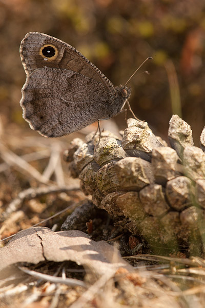 Kleine heivlinder (Hipparchia statilinus) 