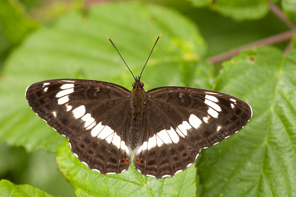 Kleine ijsvogelvlinder (Limenitis camilla) op braam