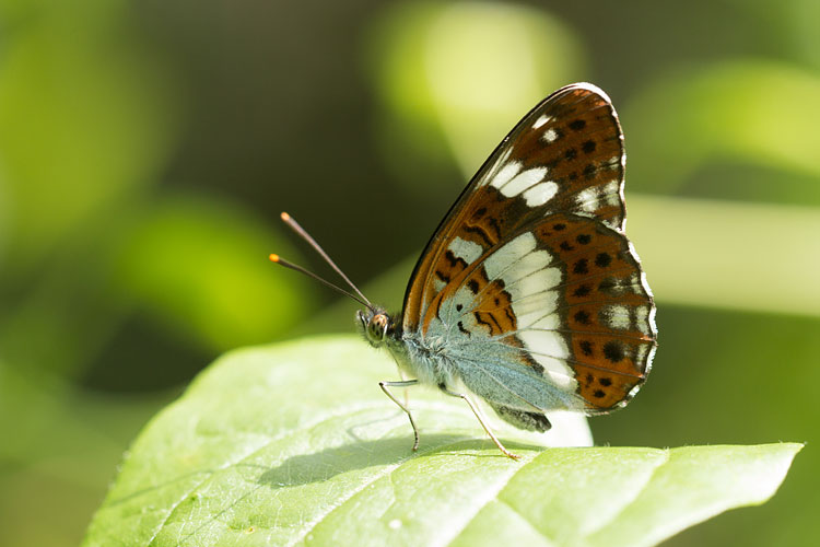 Kleine ijsvogelvlinder (Limenitis camilla) met gesloten vleugels