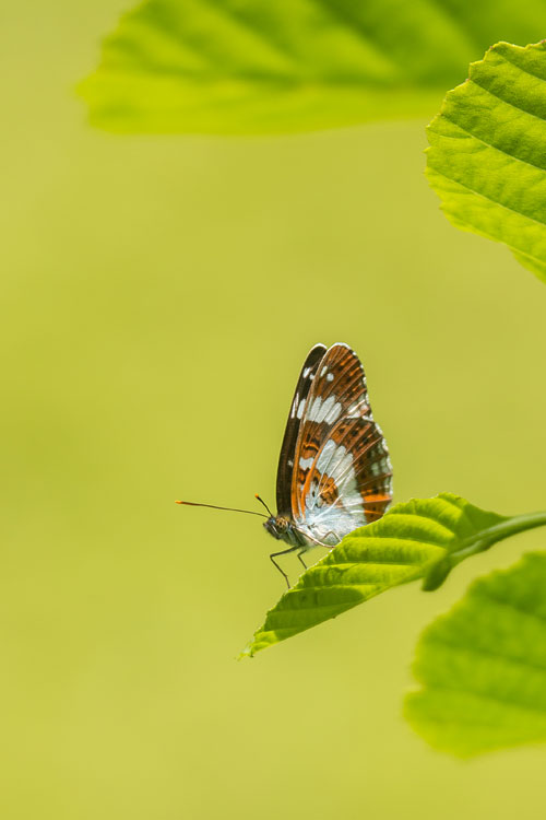 Kleine ijsvogelvlinder (Limenitis camilla)