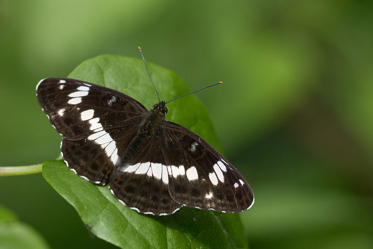 Kleine ijsvogelvlinder (Limenitis camilla) met gespreide vleugels